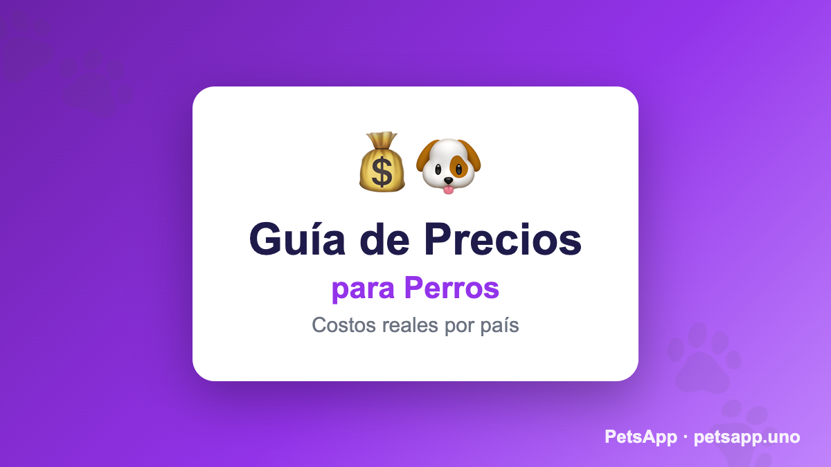 Bichón Habanero Precio: ¿Cuánto Cuesta en 2026?
